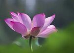 莲花