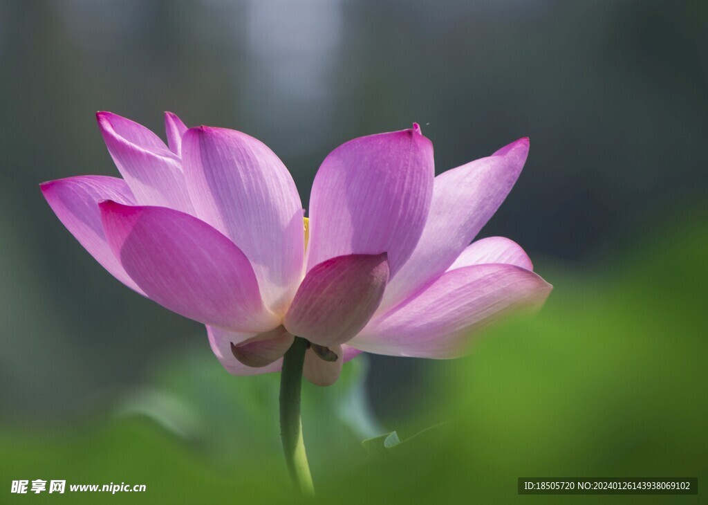 莲花