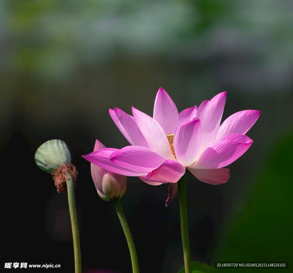 荷花图片