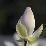 荷花图片