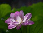 莲花图片