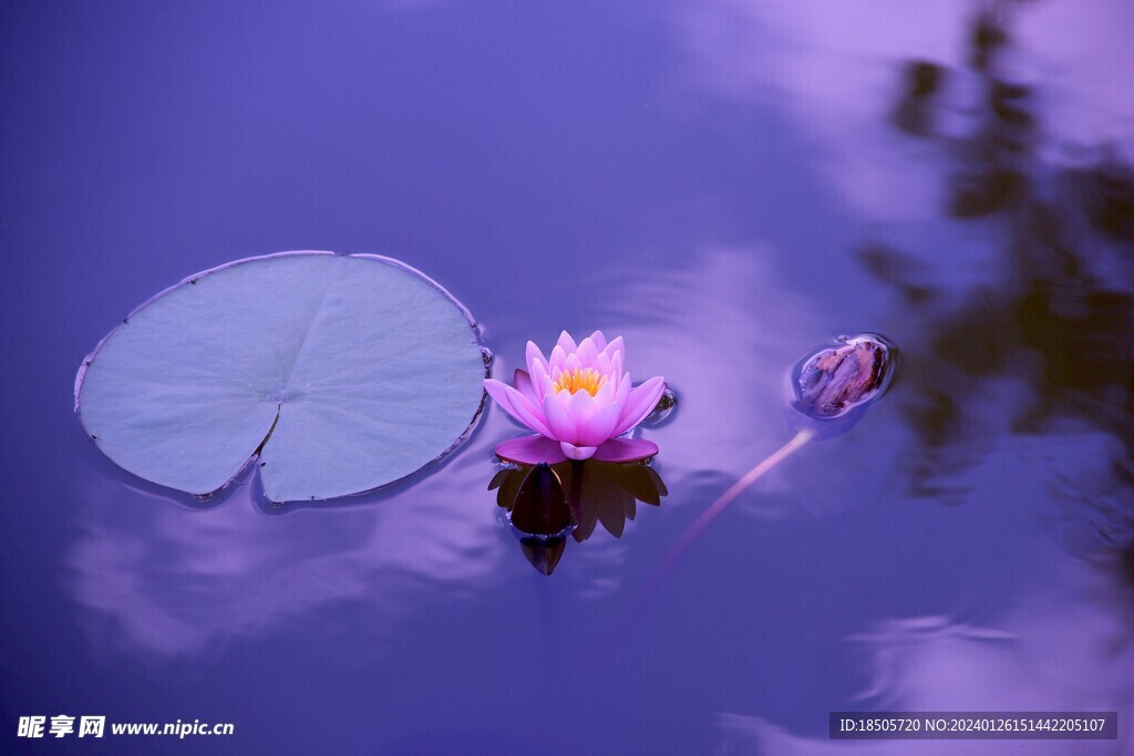 莲花图片