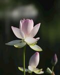 荷花图片