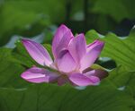 荷花图片