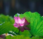 荷花图片