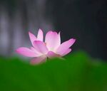 荷花图片