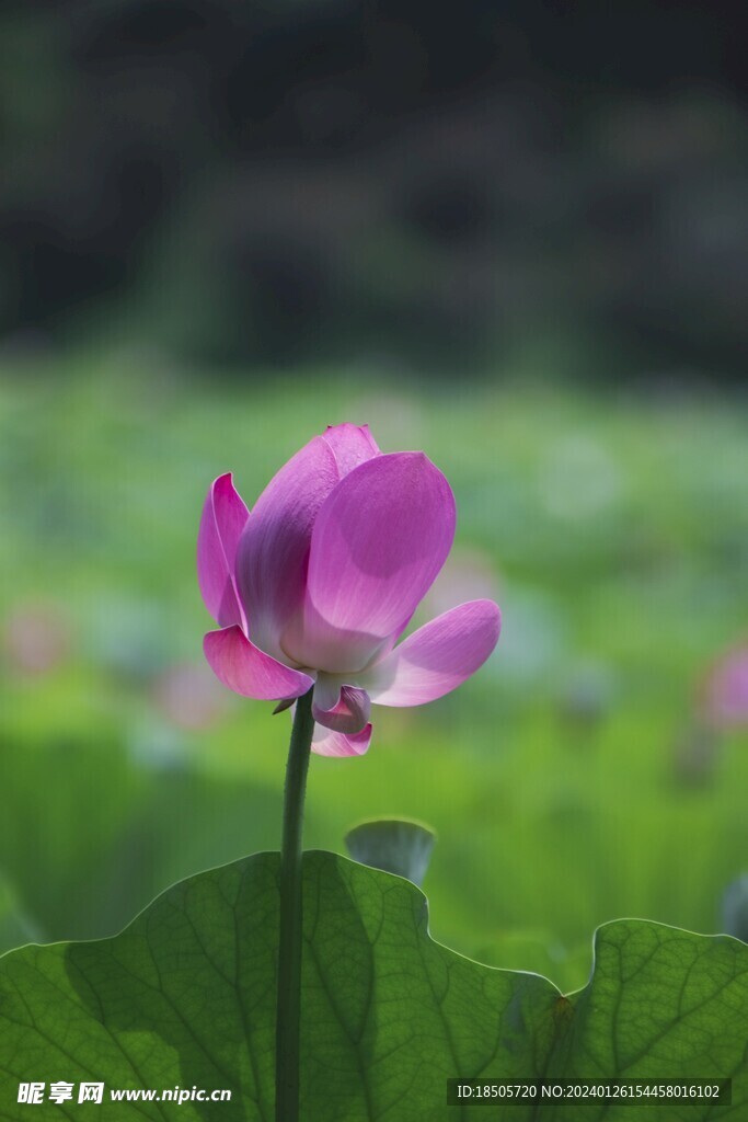 荷花图片