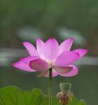 荷花图片