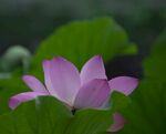 荷花图片
