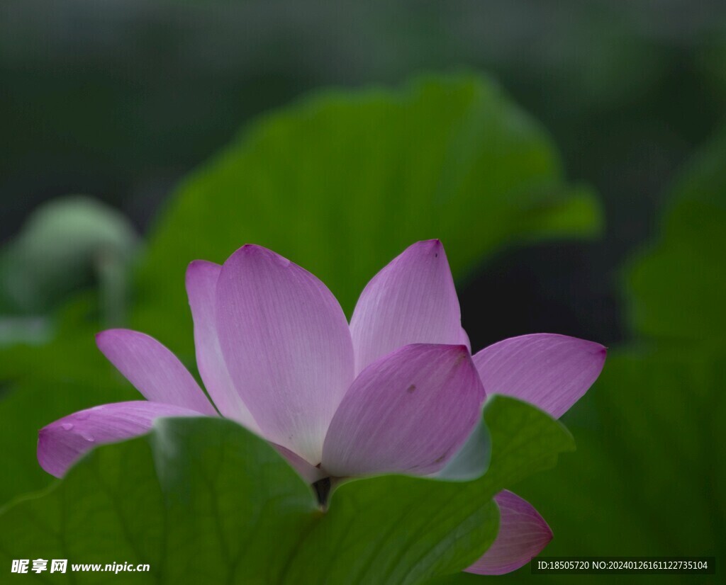 荷花图片