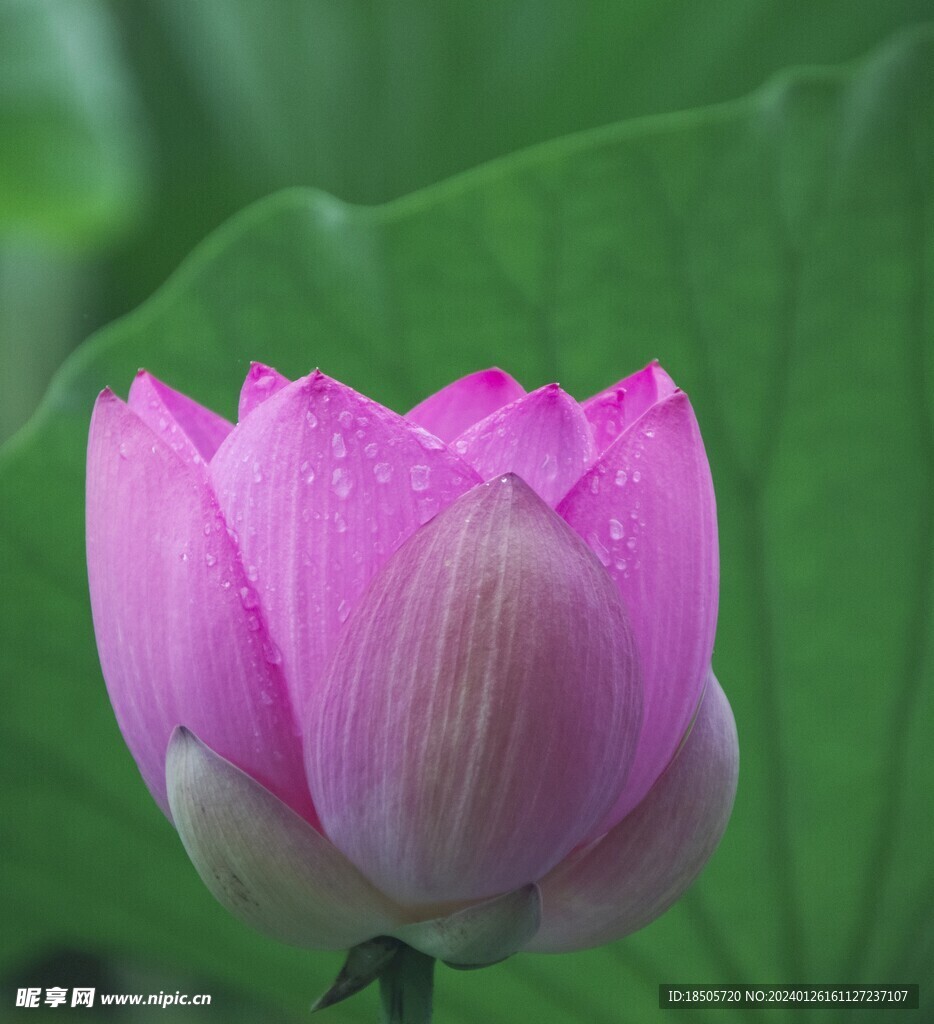 荷花图片