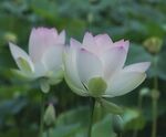 荷花图片