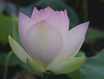 荷花图片