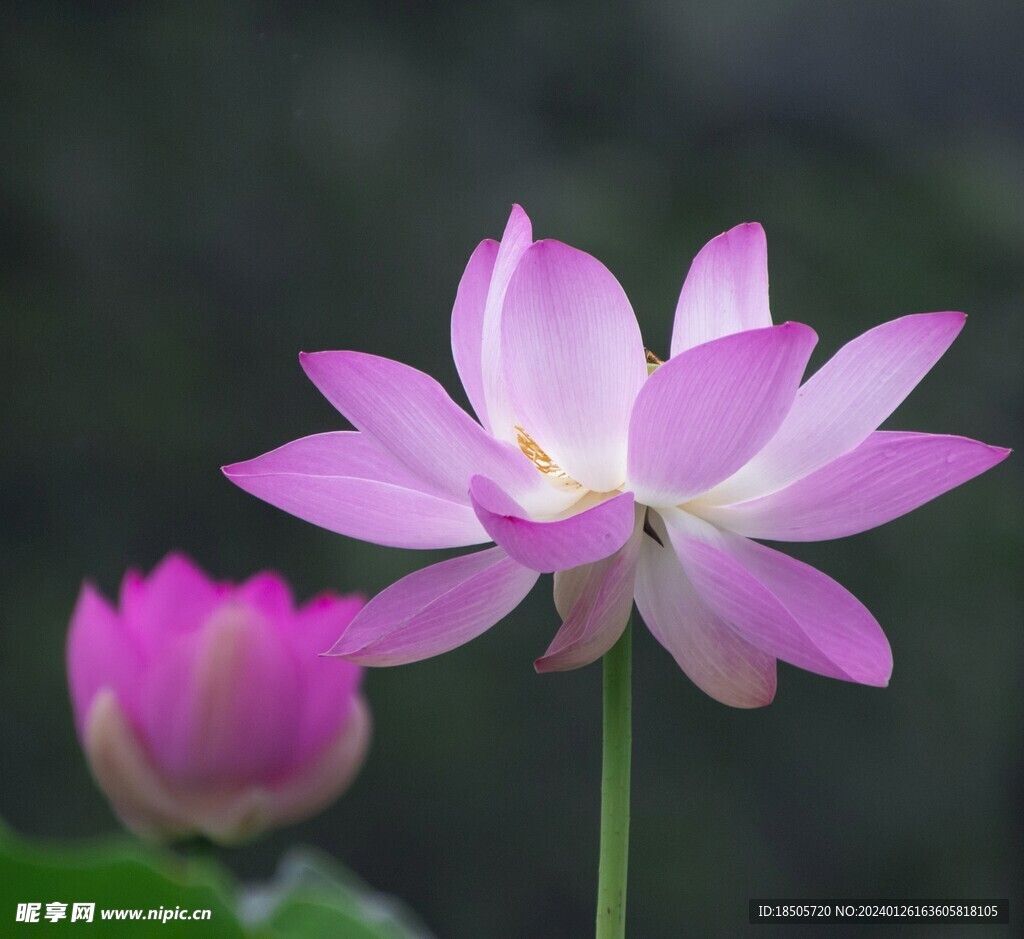 混合花图片