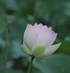 荷花图片