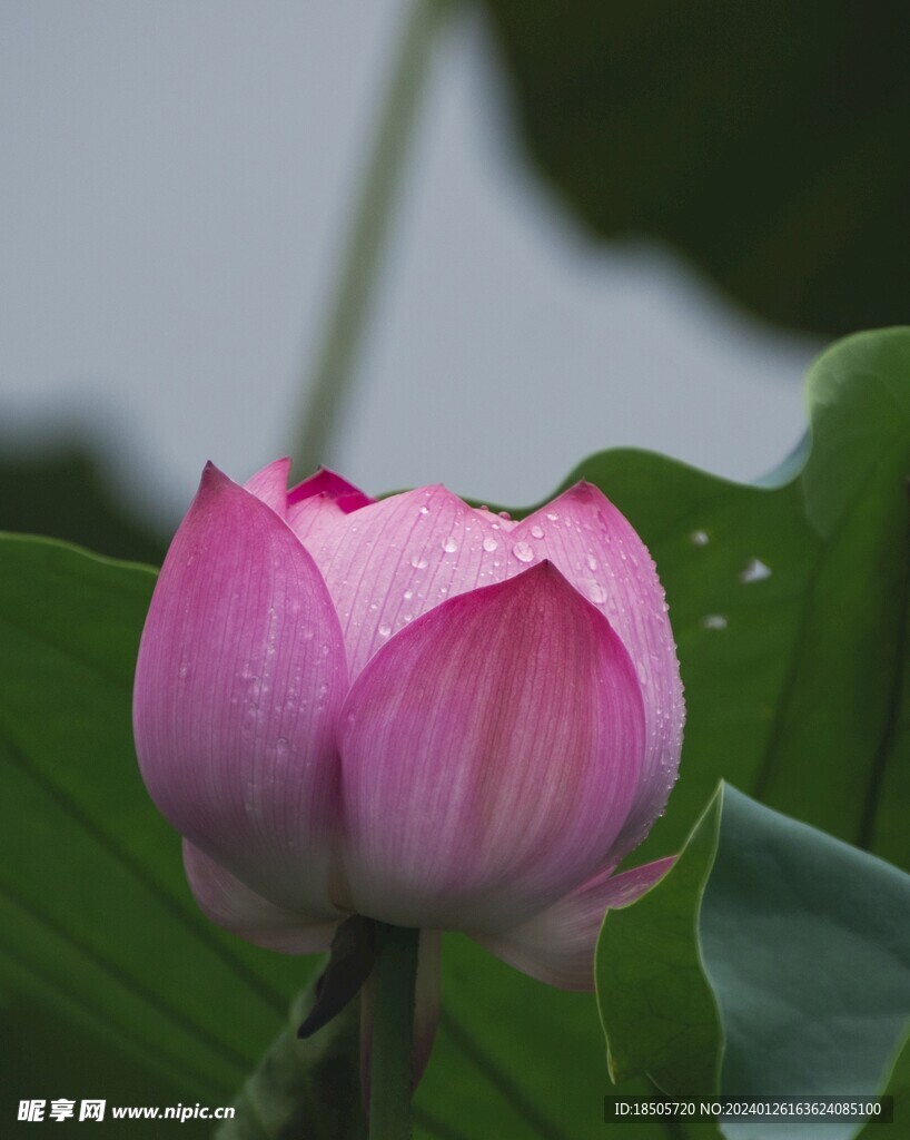 荷花图片