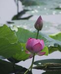 荷花图片