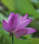 荷花图片