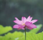 荷花图片