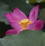 荷花图片