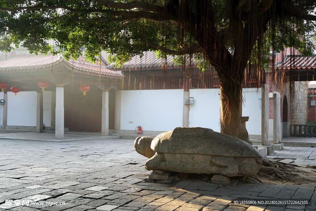 泉州开元寺榕树下的石龟