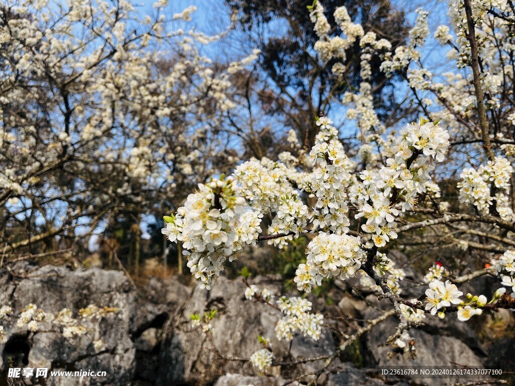 果树