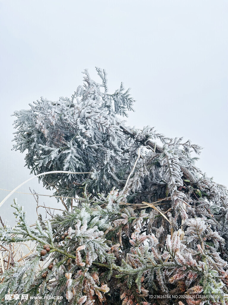 积雪