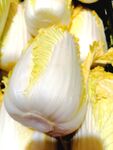 娃娃菜