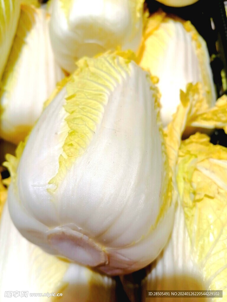 娃娃菜