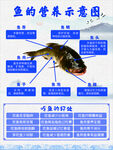 鱼的营养
