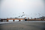 海鸥