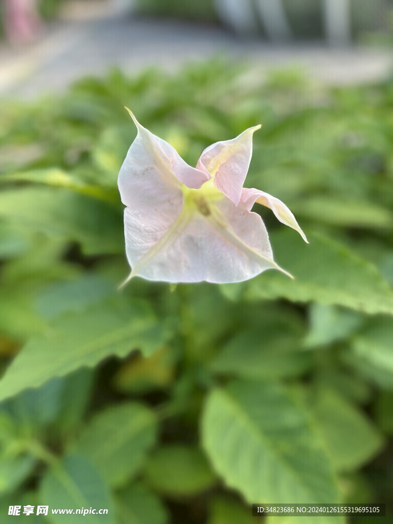 曼陀罗