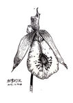 台湾杓兰