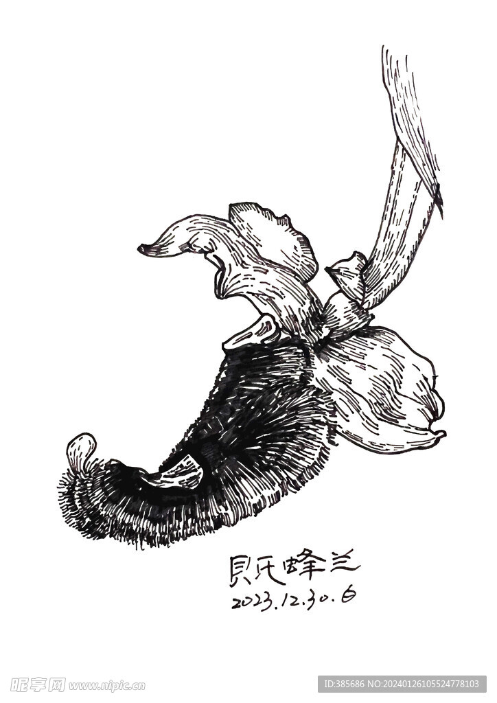 贝氏蜂兰