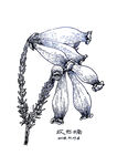 欧石楠