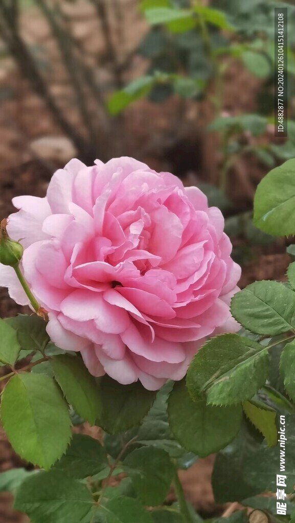 月季花
