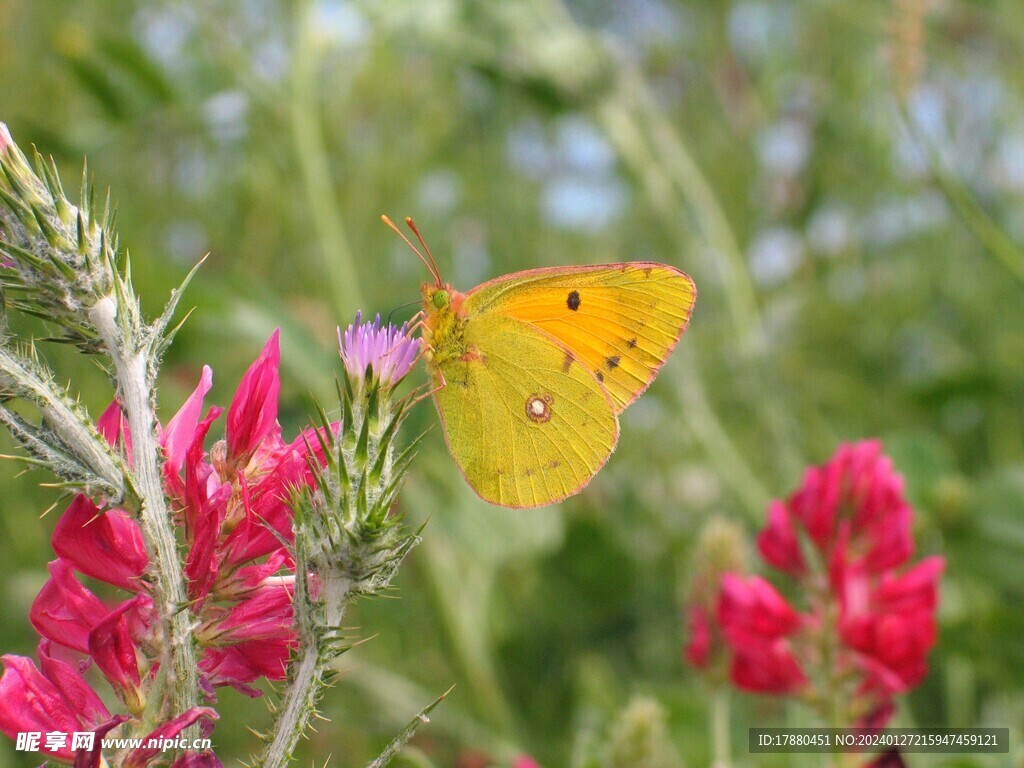 蝴蝶
