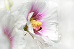  白蜀葵