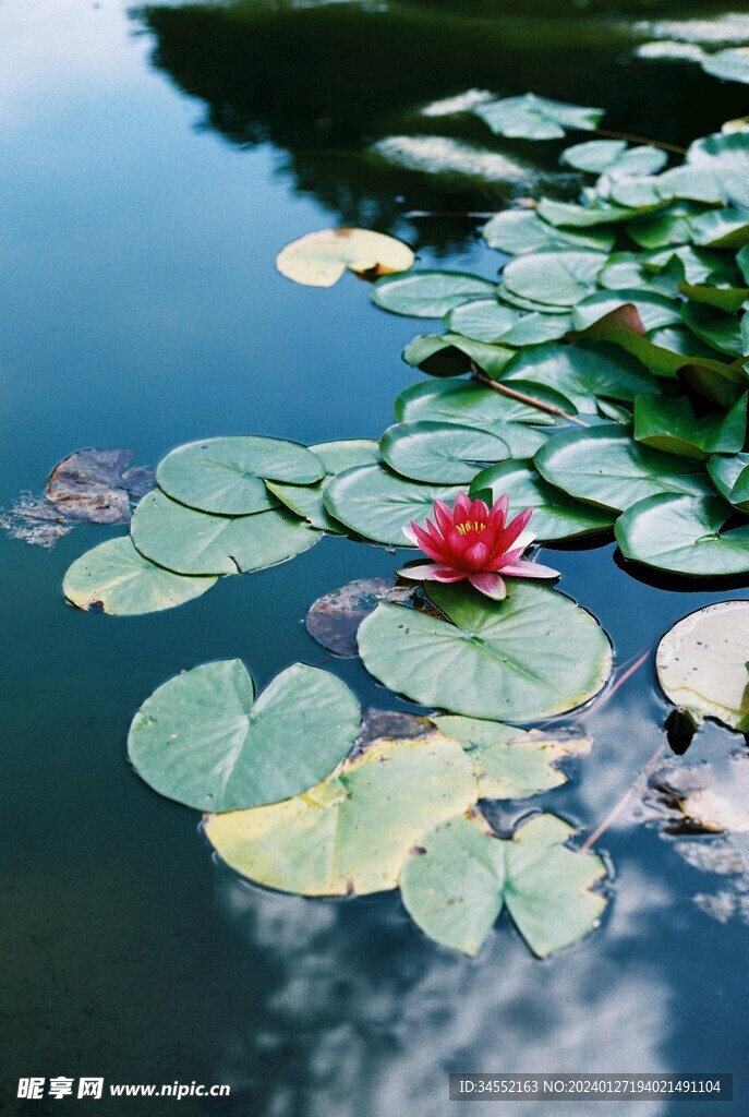 莲花