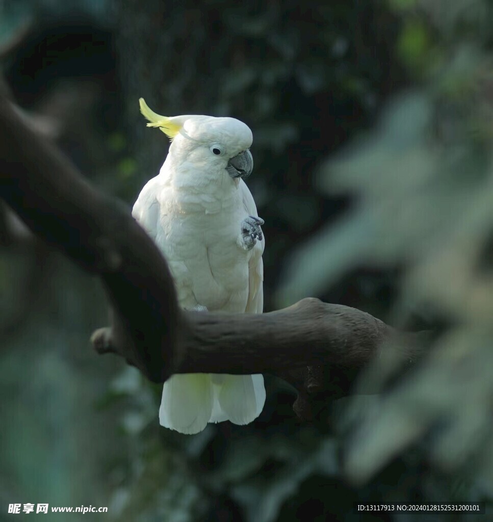 葵花鹦鹉