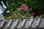 牵牛花