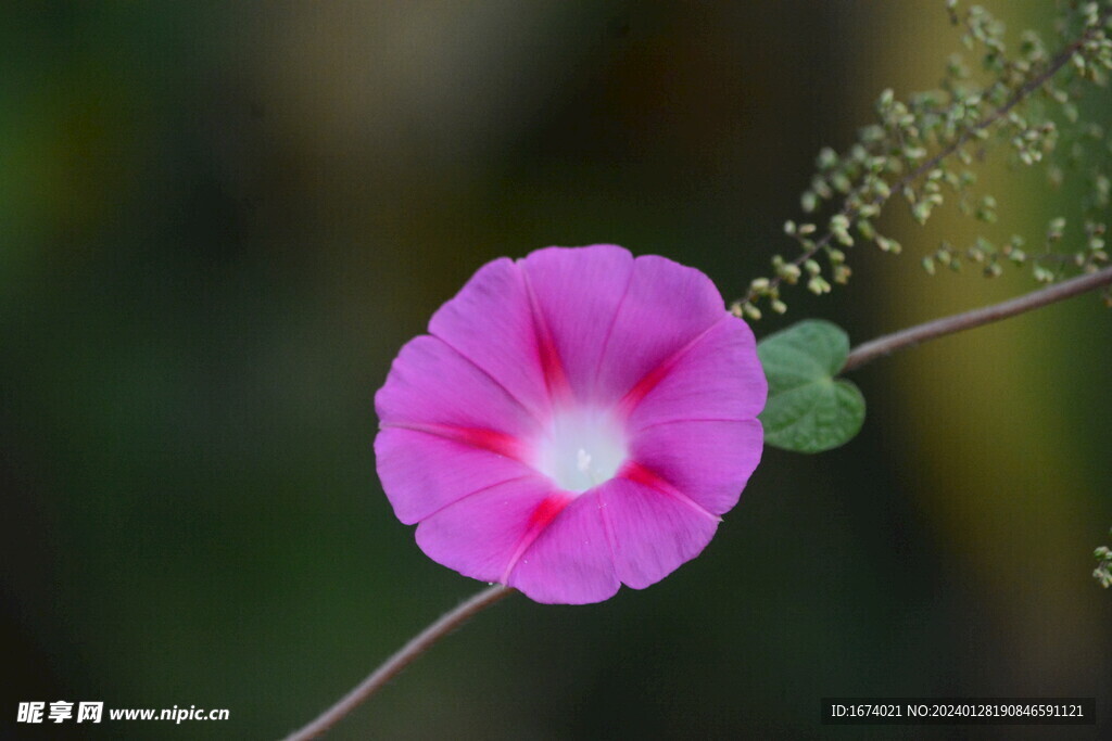 粉色牵牛花