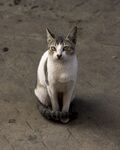 猫
