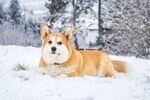 柯基犬
