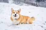 柯基犬