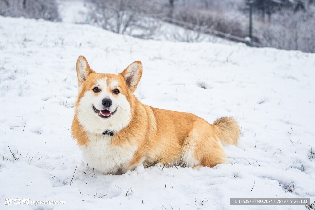 柯基犬