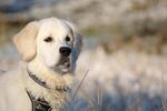 家犬