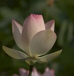 莲花