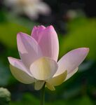 莲花