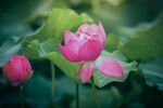 莲花